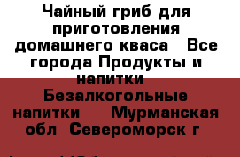 Чайный гриб для приготовления домашнего кваса - Все города Продукты и напитки » Безалкогольные напитки   . Мурманская обл.,Североморск г.